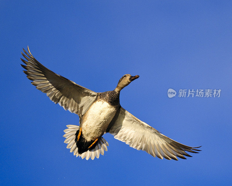 头顶上飞过的母野鸭(Anas platyrhynchos